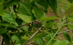 Potamarcha congener