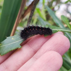 Acronicta auricoma