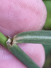 Sorghastrum elliottii