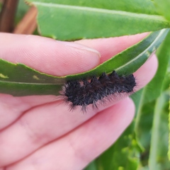 Acronicta auricoma