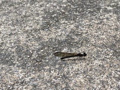 Aristocypha fenestrella