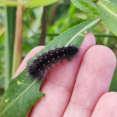 Acronicta auricoma