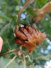 Andricus dentimitratus