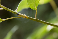 Bothrogonia ferruginea