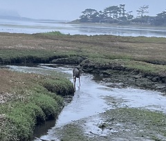 Odocoileus hemionus californicus