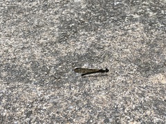 Aristocypha fenestrella