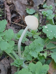 Mycena filopes