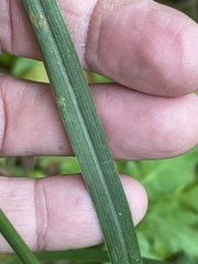 Sorghastrum elliottii