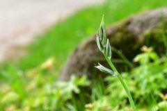 Ornithogalum nutans
