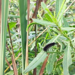 Acronicta auricoma