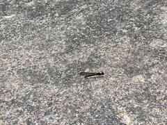 Aristocypha fenestrella