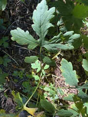 Stylophorum diphyllum