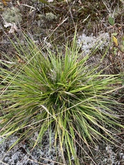 Dichanthelium depauperatum