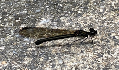 Aristocypha fenestrella