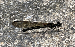 Aristocypha fenestrella