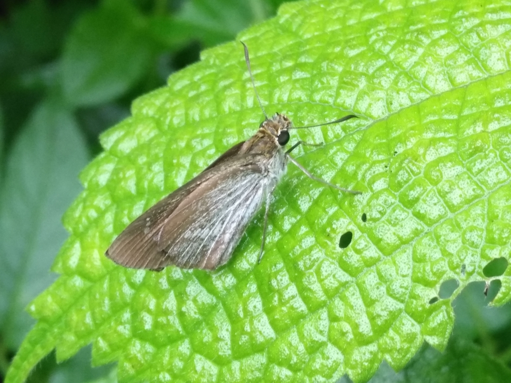 Polytremis theca