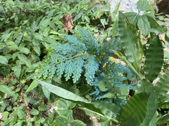 Selaginella willdenowii