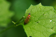 Rhagonycha lutea