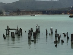 Pelecanus occidentalis