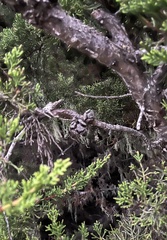 Cupressus macrocarpa