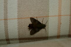 Macroglossum corythus