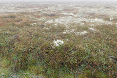 Cladonia terrae-novae