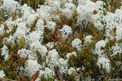 Cladonia terrae-novae