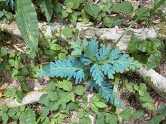 Selaginella willdenowii