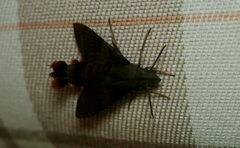 Macroglossum corythus