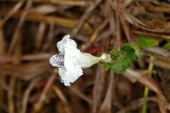 Asystasia intrusa