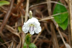 Asystasia intrusa