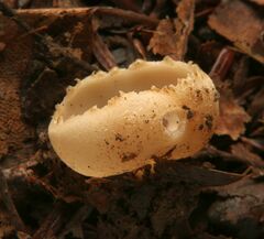 Tarzetta cupularis