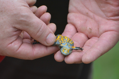Bombina variegata