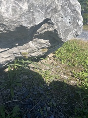 Digitaria sanguinalis