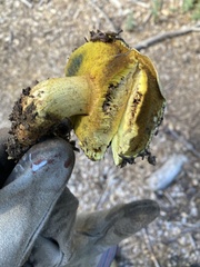 Buchwaldoboletus sphaerocephalus