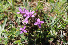 Gentianella campestris
