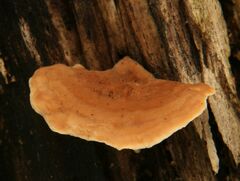 Metuloidea reniformis