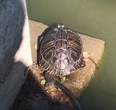 Trachemys scripta