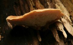 Metuloidea reniformis