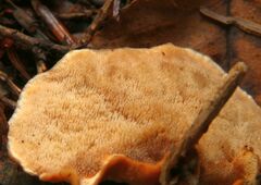 Metuloidea reniformis