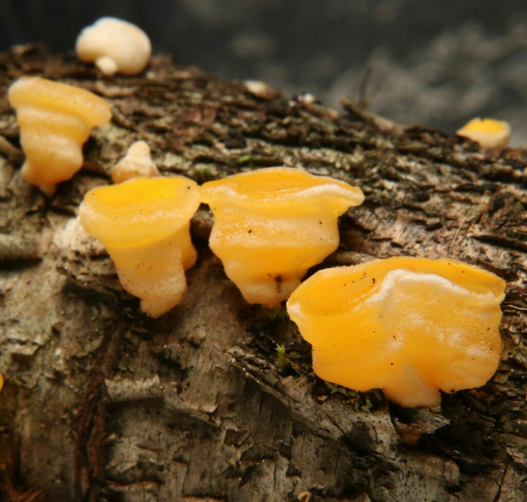 Femsjonia sp. 'peziziformis-PA01'