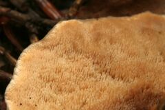 Metuloidea reniformis