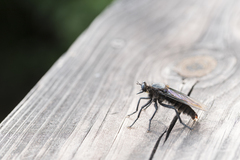 Microstylum oberthurii