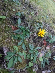 Hieracium murorum