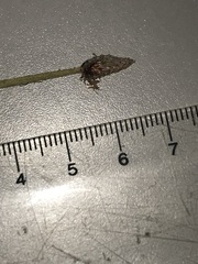 Eleocharis palustris