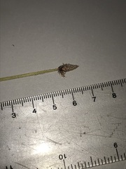 Eleocharis palustris