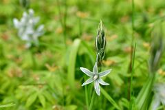Ornithogalum nutans