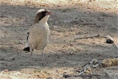 Plocepasser mahali mahali