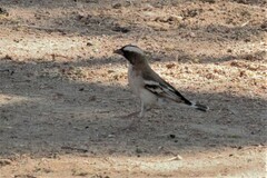 Plocepasser mahali mahali