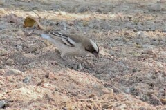 Plocepasser mahali mahali